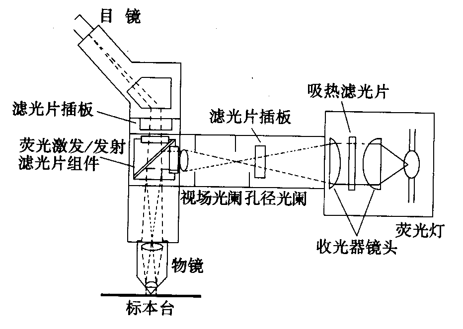 熒光顯微鏡原理圖，激發(fā)濾板和壓制濾色系統(tǒng)